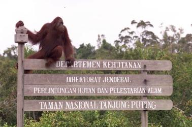 The History and Legacy of Camp Leakey