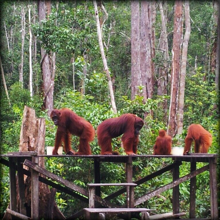 Stories from Tanjung Puting: Orangutans and Kings of the Forest