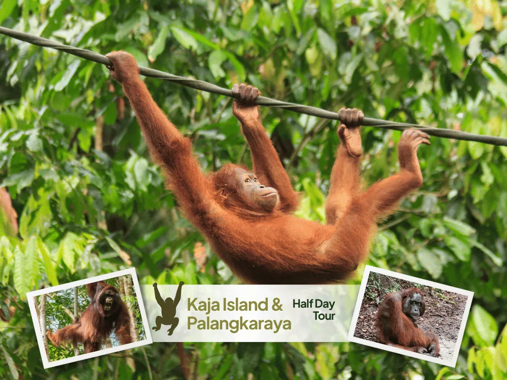 Orangutan pulau kaja half day