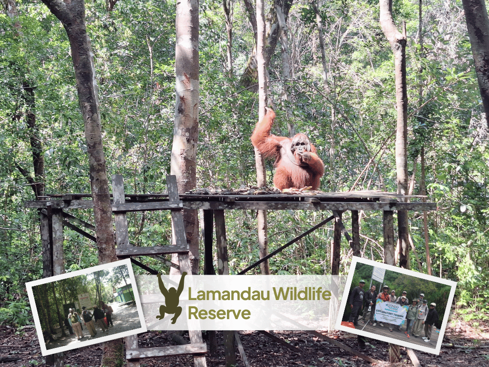 Orangutan Lamandau Wildlife Reserve