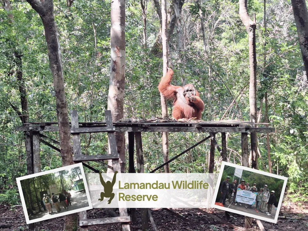 Orangutan Lamandau Wildlife Reserve