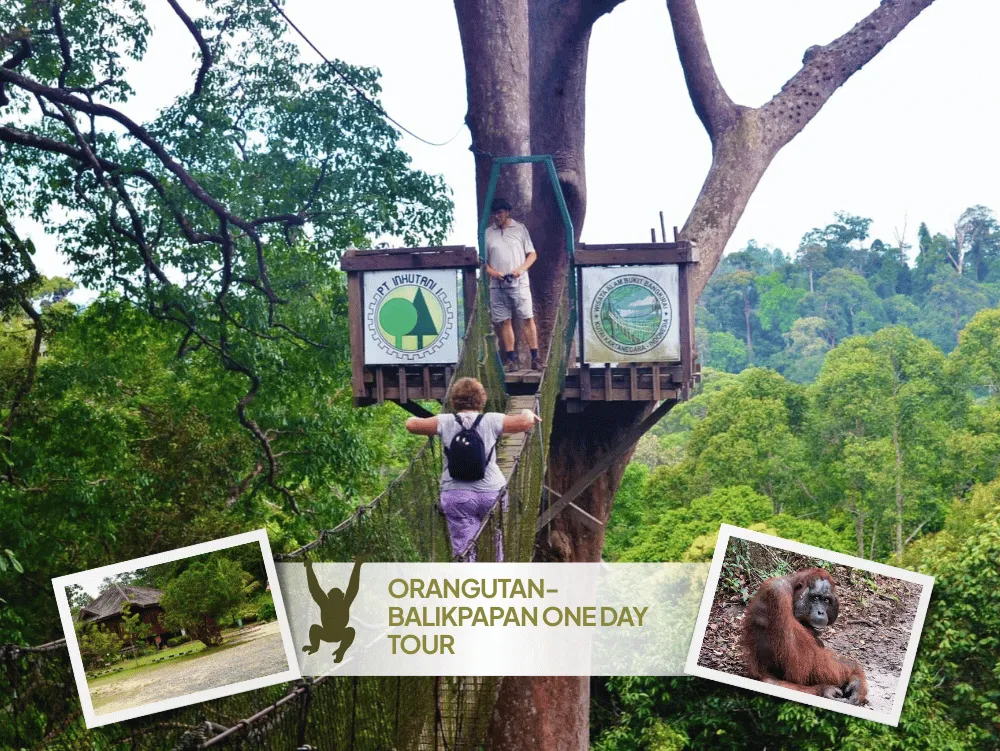 Orangutan- Balikpapan One Day Tour