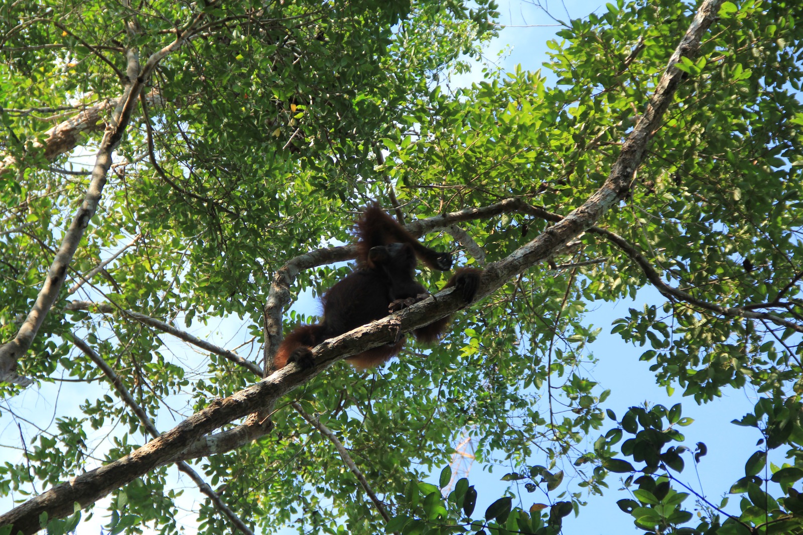 Orangutan Bukit Lawang North Sumatera 4D/3N
