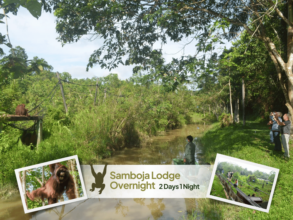 Orangutan samboja lodge 2 days