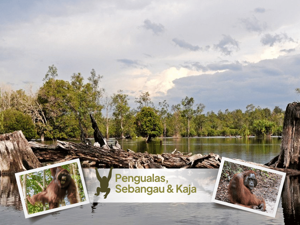 Orangutan punggu alas sebangau 3 days