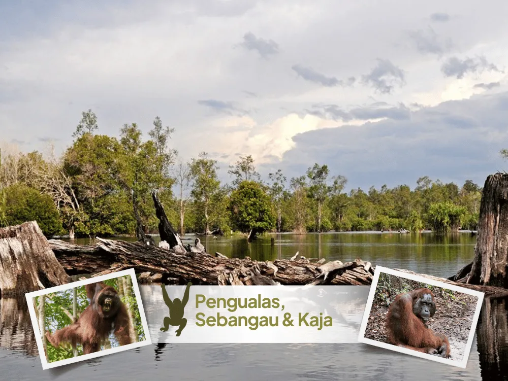 Orangutan punggu alas sebangau 3 days